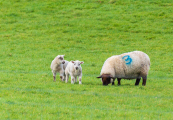 female sheep with her young lamb, facing forward in green meadow. The little lamb is nuzzling up to her mother