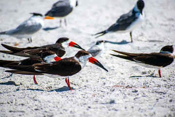 birds on the beach