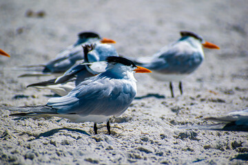 birds on the beach