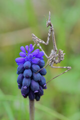 grasshopper on a flower