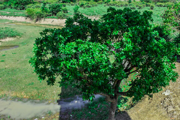 green moss on the wall