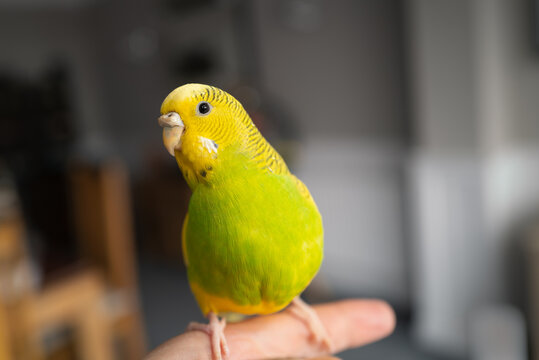 Portrait of a green and yellow budgerigar parakeet sitting on a finger lit by window light.
