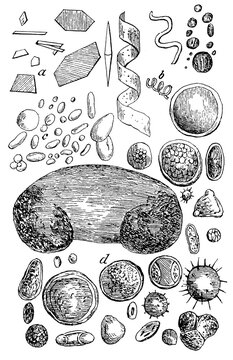 Atmospheric Dust Seen Under The Microscope (magnified 500 Times). Illustration Of The 19th Century. Germany. White Background.