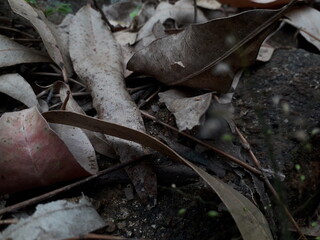 fallen autumn leaves