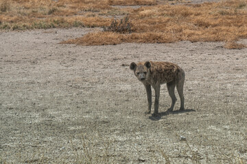 Hyena walking at the savannah, Etosha National Park, Namibia