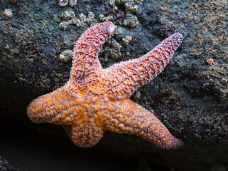 WA, Olympic National Park, Second Beach, Ochre Sea Star