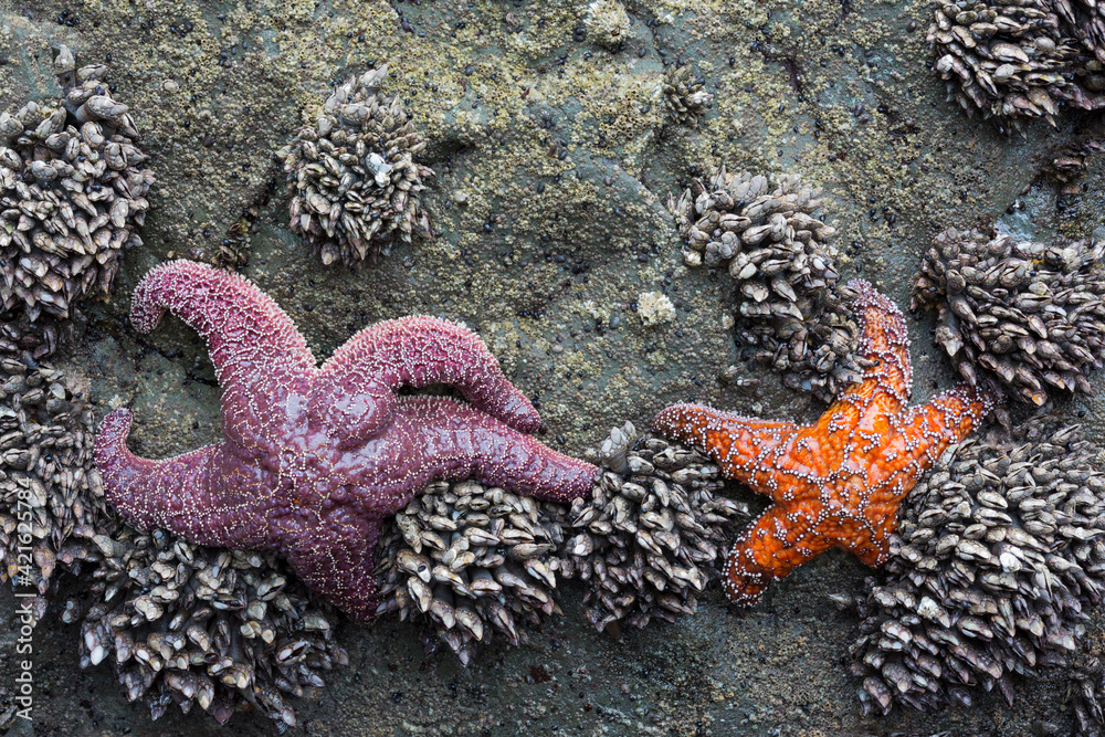 Wall mural wa, olympic national park, second beach, ochre sea stars and leaf barnacles