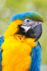 A macaw type parrot with yellow blue feathers