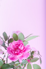 Pink double Alba rose Maiden's Blush flower on light pink background. Soft floral background. Close up.