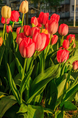 Slightly opened blooms of flowers in the spring in the front yard at a house. several yellow red and orange tulips in the sunshine. Green petals and flower stems. Meadow and trees in the background