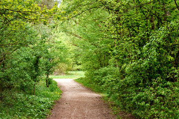 Wanderweg im gr&uuml;nen Wald