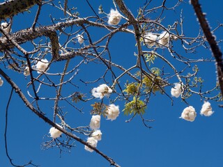 The burst seed pod of a kapok tree (Ceiba pendandra). He is the largest tree of the tropical rainforest. in thick balls the fiber, a synthetic cotton on the tree, hangs when the capsule has burst.