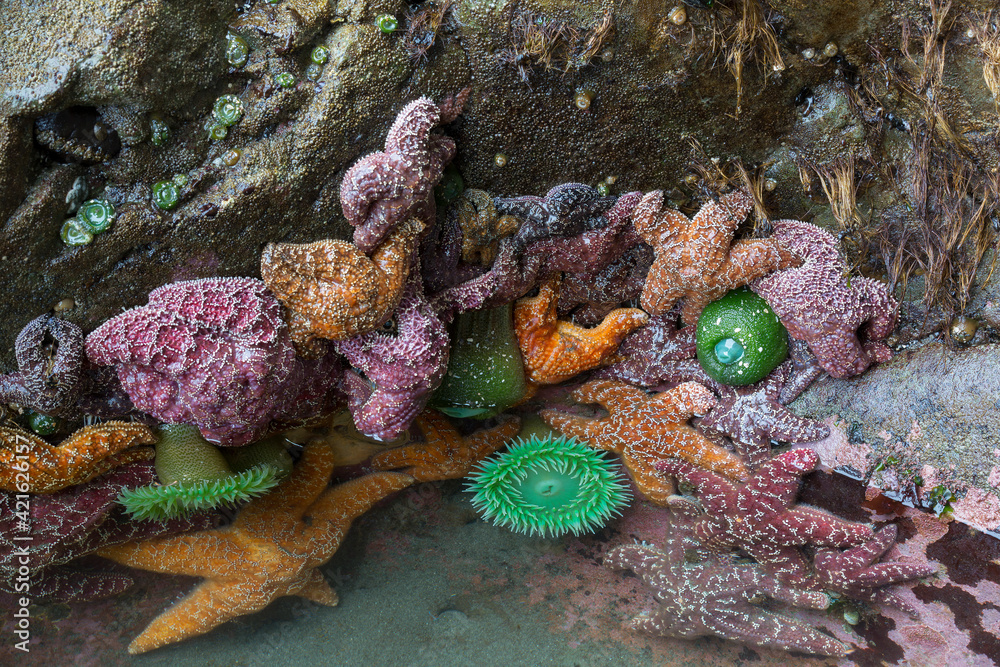 Wall mural WA, Olympic National Park, Second Beach, Ochre Sear Stars and Giant Green Anemones - Wall murals