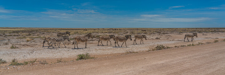 Naklejka na ściany i meble Herd of Zebras crossing the street at the Etosha Pan in Etosha National Park, Namibia, panorama
