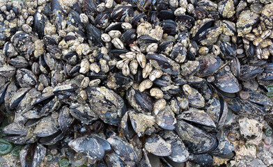 WA, Olympic National Park, Second Beach, California mussels and Leaf barnacles