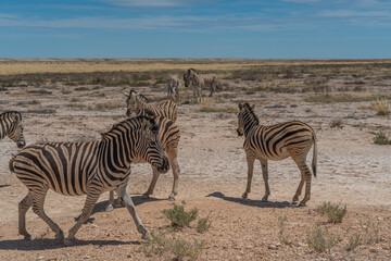 Obraz na płótnie Canvas Zebras at the Etosha Pan in Etosha National Park, Namibia