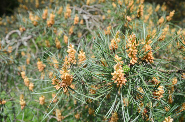 Naklejka na ściany i meble Blooming evergreen pine tree with male pine cones. Close up