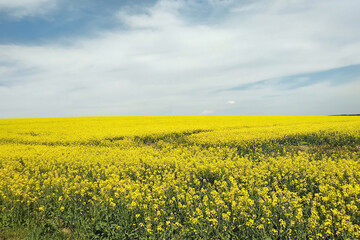 Obraz premium Amazing bright colorful spring and summer landscape for wallpaper. Yellow field of flowering rape and tree against a blue sky with clouds. Natural landscape background with copy space, Ukraine