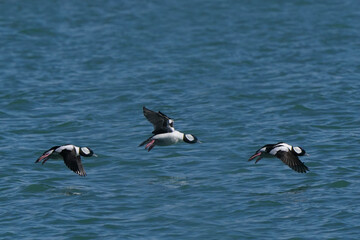 Bufflehead drakes flying and landing over cold lake water in late winter on sunny day