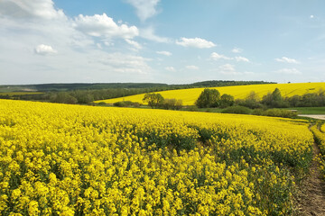Obraz premium Amazing bright colorful spring and summer landscape for wallpaper. Yellow field of flowering rape and tree against a blue sky with clouds. Natural landscape background with copy space, Ukraine