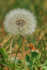 Dandelion as the shape of the dead dandelion on a meadow with flying seeds on the plant and lying in front of it. Grass and plant in detail and complete filled seed collection on flower stem