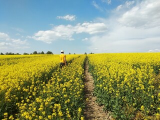 Amazing bright colorful spring and summer landscape for wallpaper. Yellow field of flowering rape...