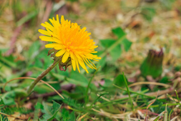 Plant dandelions on a green meadow. Single yellow flower with many petals. Green grass in spring. Aster family of the genus Taraxacum. Green serrated leaves in soft bokeh.