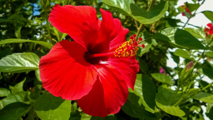 Red bright hibiscus flower on branch with green leaves in the background blooming beautifully natural. Close-up flower with foliage shot in soft focus at sunny day. Tropical amazing flower background