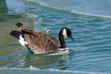 Fototapeta premium Canada Geese on ice sitting, walking and plopping in on freezing cold winter but sunny day