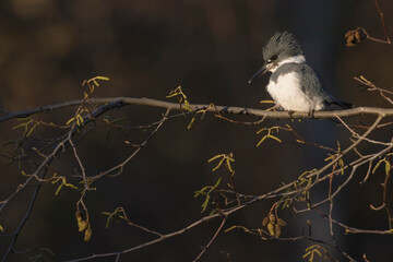 Belted Kingfisher