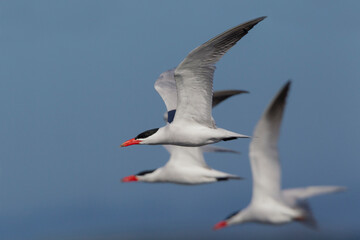 Caspian terns flying