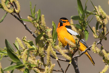 Bullock's Oriole