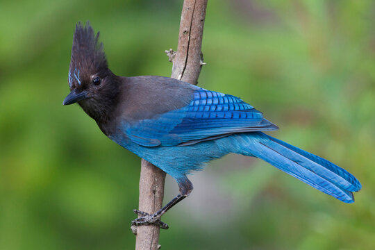 Steller's Jay