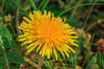 Meadow flower in spring in sunshine. Open yellow flowers of the common dandelion in detail. Petals with flower stems. Green leaves from the plant in the background