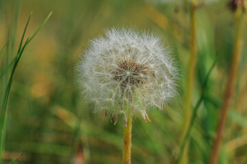 Dandelion with flying seeds. Faded dandelions in spring. Flower head with seeds of common dandelion in detail. Petals with flower stems. Green leaves from the plant in the background