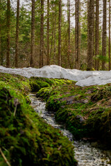 stream in the lush forest