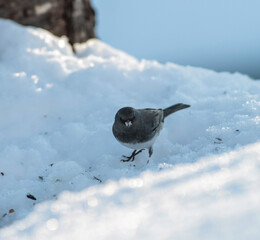 Dark Eyed Junco Bird Walking Through Snow
