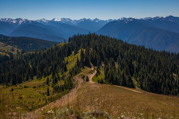 Obraz premium Hiker enjoying the view of the Olympic mountain range seen in Olympic National Park in Washington State.