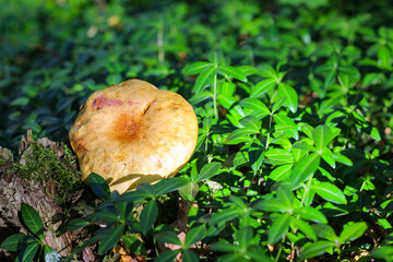 Wonderful mushroom photographed close up in the  sunlight
