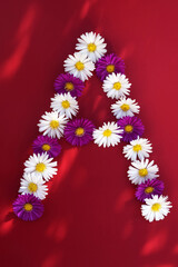 Letter A from autumn aster flowers, red background with light and shadow