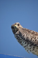 peregrine falcon portrait
