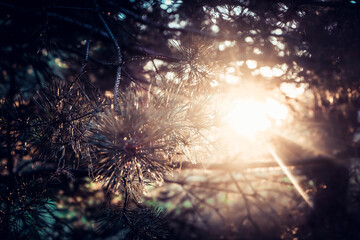 sunset in the forest