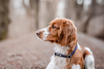 Healthy happy dog in the woods. Purebred welsh springer spaniel pedigreed looking adorable.