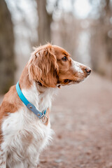 Healthy happy dog in the woods. Purebred welsh springer spaniel pedigreed looking adorable.