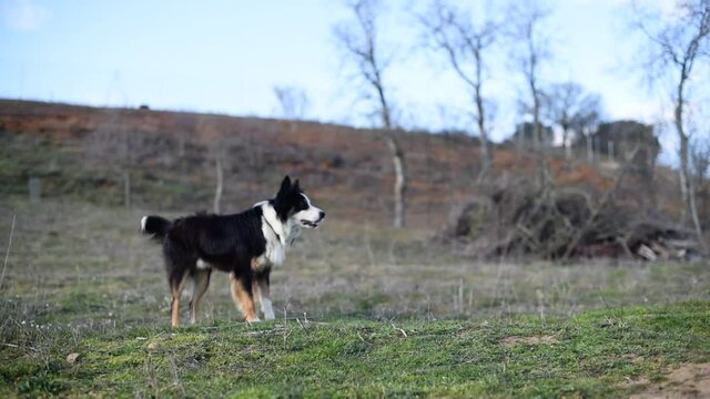 Hermoso perro Border Collie saltando y corriendo para atrapar un palo con la boca en un parque en invierno.