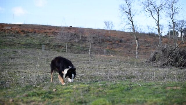 Una mujer joven le lanza un palo a su hermoso perro Border Collie en un parque