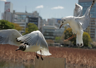 A seagull chases away another bird to perch on a wooden pole.
Behavior of flying animals.