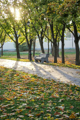 Naklejka premium Alley in the autumn park