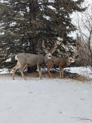 deer in snow