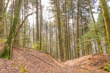 Chemin dans les bois